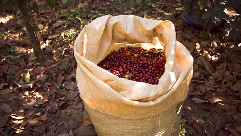Kaffeeernte in Nicaragua