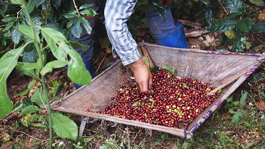 Costa Rica Kaffee: Ernte