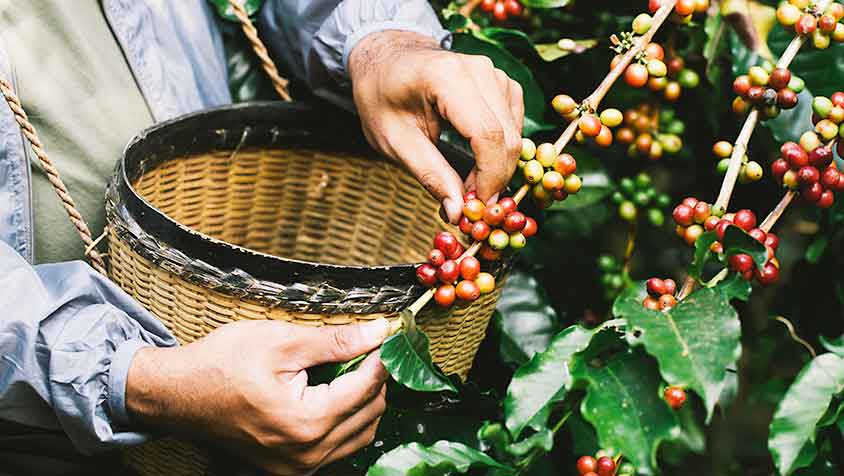 Indonesischer Kaffee: Ernte der Kaffeekirschen