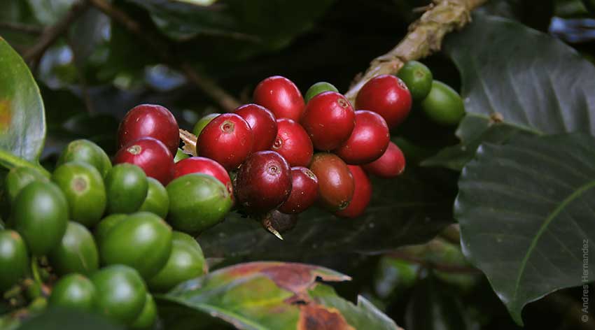 Kaffeekirschen - der lange Weg der roten Frucht