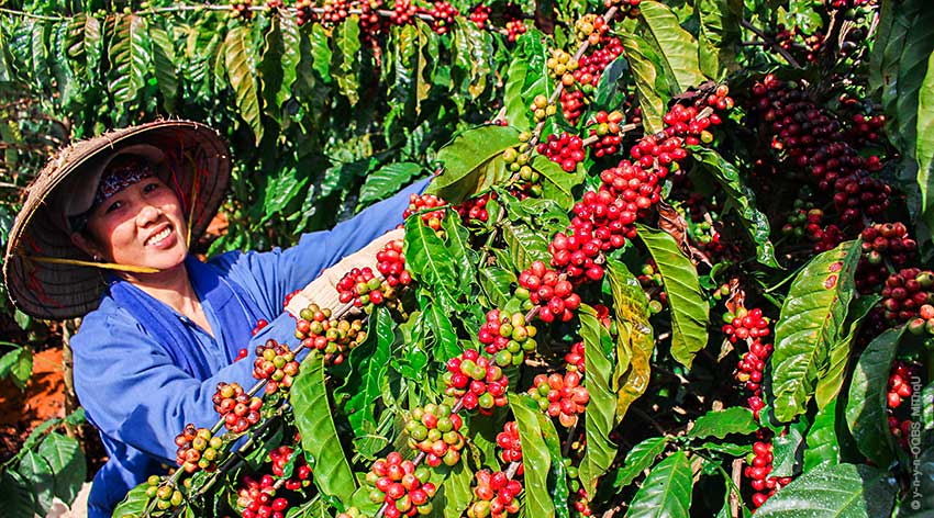 Kaffeegeschichte: Anbau in Vietnam