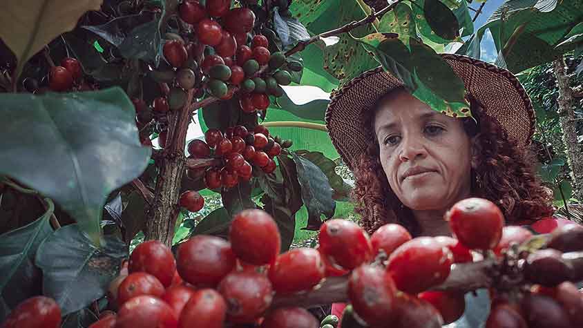Costa Rica Kaffee: Reife Bohnen