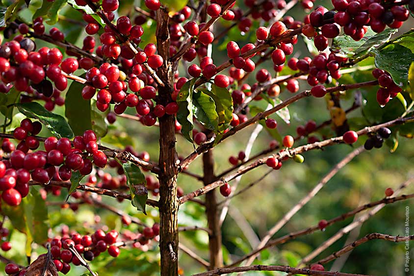 Kaffeeart Coffea arabica