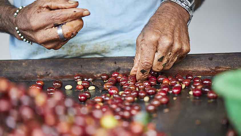 Verarbeitung der Kaffeebohnen in Guatemala