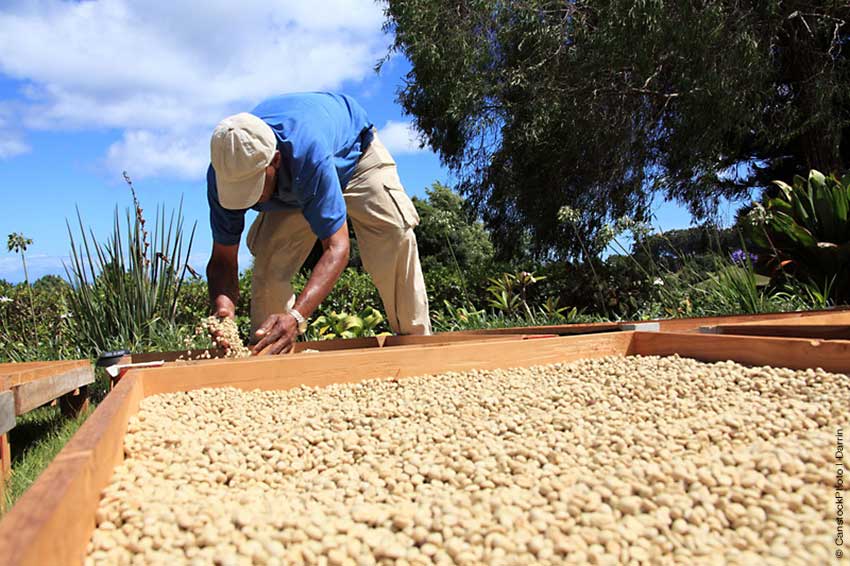 Trocknen der Kaffeebohnen auf St. Helena