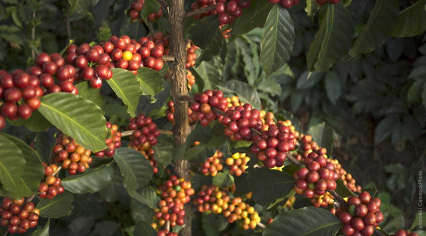 Kaffa Wildkaffee aus Äthiopien